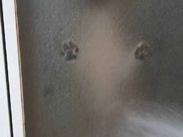 ホラー？　風呂場の扉に映し出された、肉球の影　理由に飼い主も吹き出す