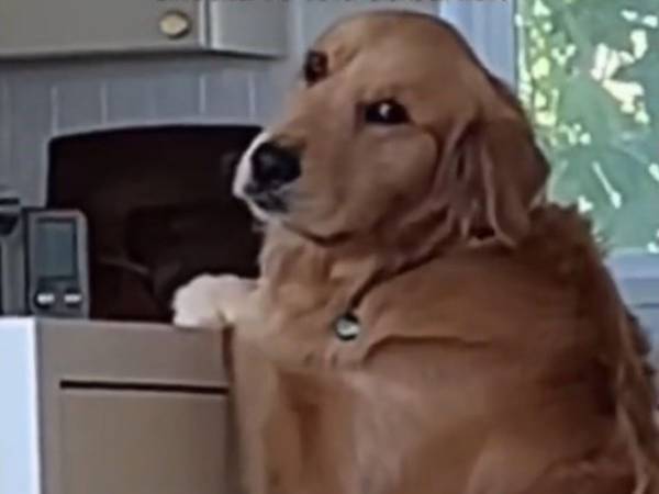 「表情に吹いた！」　おやつを取ろうとする犬にある『ひと言』をいうと…？