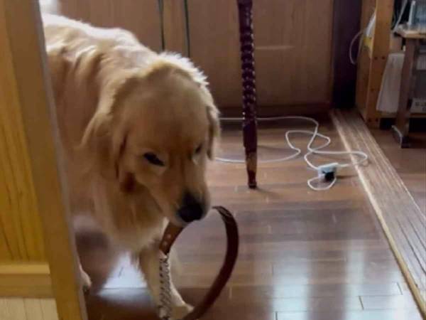 賢すぎる愛犬が散歩前にとる驚くべき行動とは？　「頭がよすぎて震えた」「散歩を休めない」