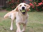 『ボールを取ってこい』遊びを楽しむ犬　飼い主が複雑な気持ちになったワケは？