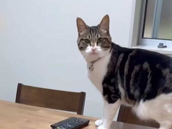 子猫を連れてきたら、先住猫が？　動画に「笑った」「かわいすぎるヤキモチ」