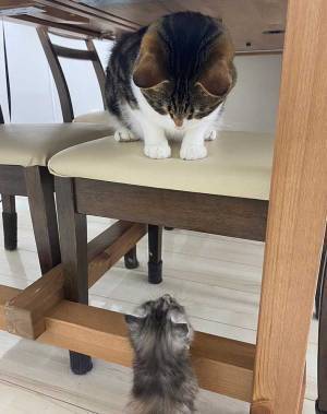 子猫を連れてきたら、先住猫が？　動画に「笑った」「かわいすぎるヤキモチ」