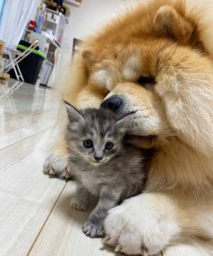 子猫を連れてきたら、先住猫が？　動画に「笑った」「かわいすぎるヤキモチ」