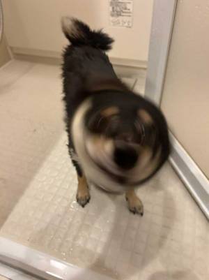 風呂場で柴犬を撮影したら？　偶然撮れた１枚に「美しい…」「バッチリです」