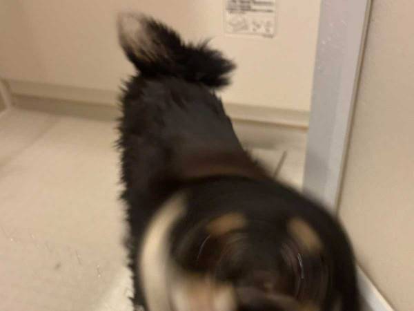 風呂場で柴犬を撮影したら？　偶然撮れた１枚に「美しい…」「バッチリです」