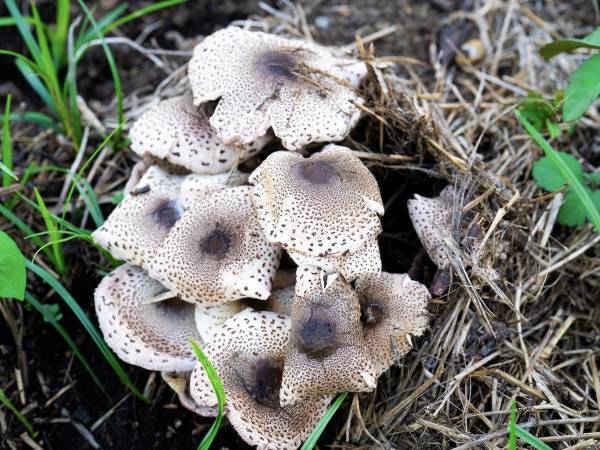 行く前にチェックしておきたい『キノコ狩り』の注意点　意外なポイントに「知っておいてよかった」