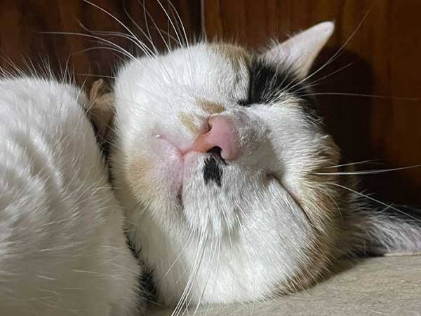 猫の飼い主が部屋でゾッ…　『ある事件』に「本当に危険」「うちも気を付ける」