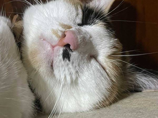 猫の飼い主が部屋でゾッ…　『ある事件』に「本当に危険」「うちも気を付ける」