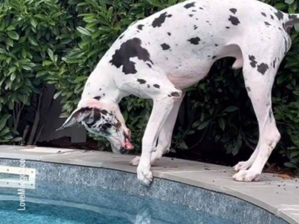 これぞ『優しい巨人』　とても小さな『友達』と遊ぶグレート・デーンに心温まる