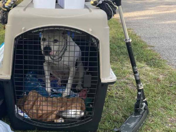 飼い主に捨てられた犬が見つかった『場所』に衝撃　「怒りと悲しみで泣いた」