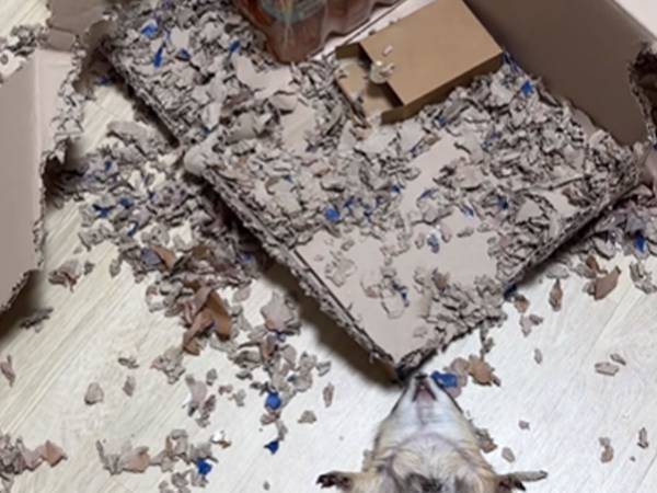 「事件の被害者にも見えるけど…」　『破壊神』の寝姿に４６万『いいね』！