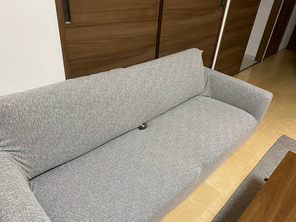 ソファに座れない飼い主　その理由に「完全に占領している」「かわいいから許す」