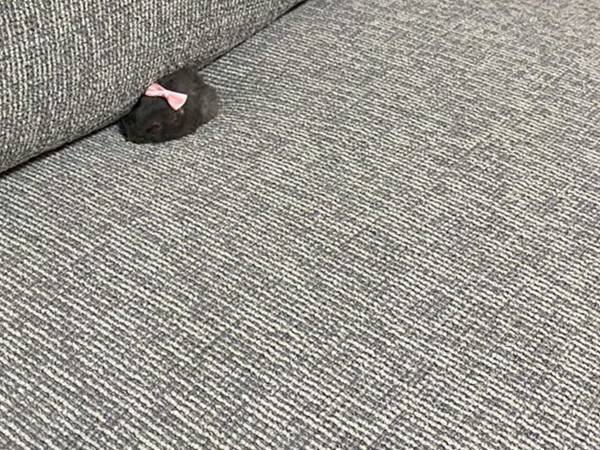 ソファに座れない飼い主　その理由に「完全に占領している」「かわいいから許す」