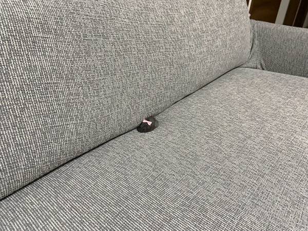 ソファに座れない飼い主　その理由に「完全に占領している」「かわいいから許す」