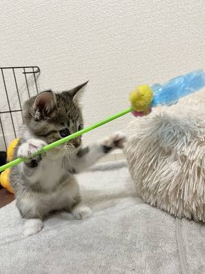 「絶対に強いやつ」　子猫をとらえた『１枚』が明らかにアレだった