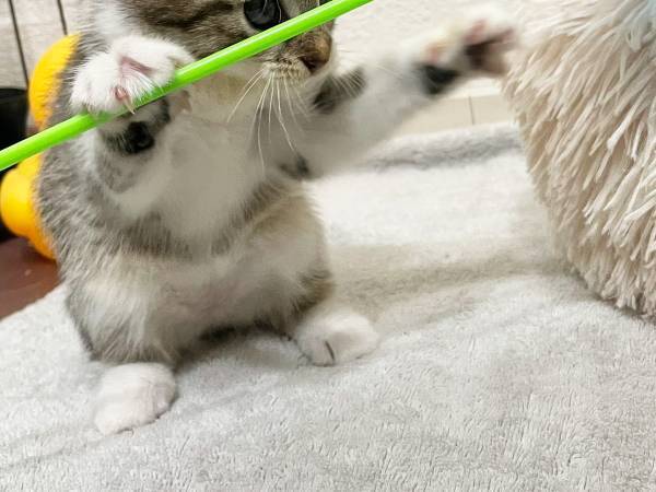 「絶対に強いやつ」　子猫をとらえた『１枚』が明らかにアレだった