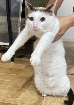 赤ちゃんを泣かせてしまった猫…　連行される時の顔に「解せぬ」「吹いた！」