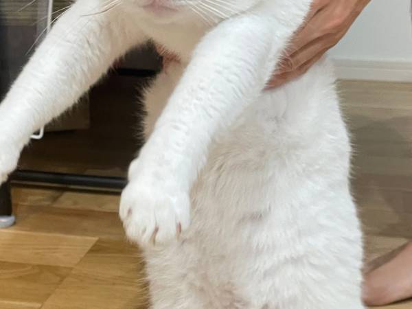 赤ちゃんを泣かせてしまった猫…　連行される時の顔に「解せぬ」「吹いた！」