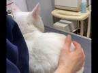 注射が怖すぎる猫　動物病院でとった行動が？