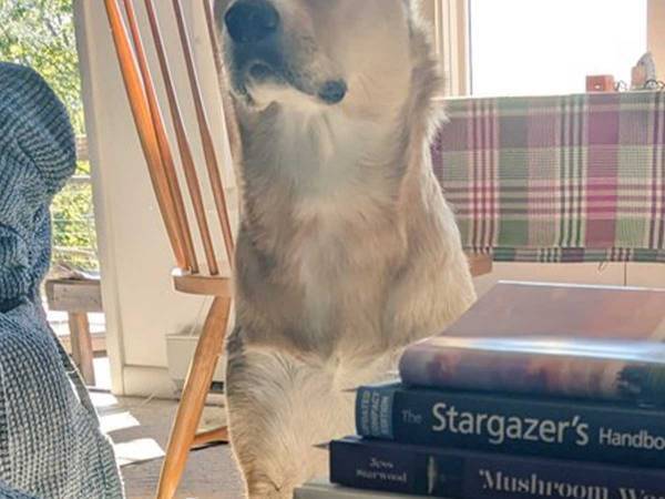 「見ない見ない見ない」　目の前には食べ物…必死に耐えている表情に「笑った」