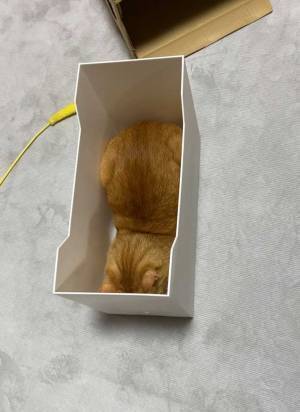 「丸みがかわいい」「食べます！」　書類入れに入った『パン』、実は…