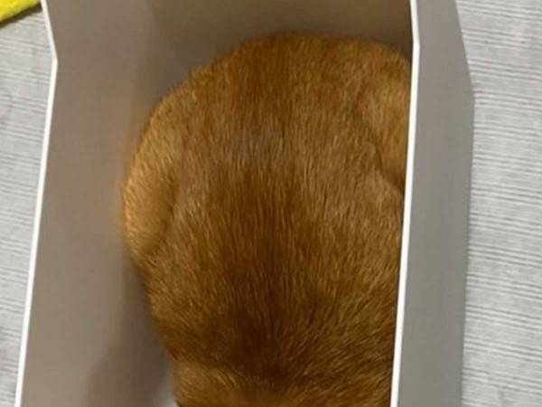 「丸みがかわいい」「食べます！」　書類入れに入った『パン』、実は…