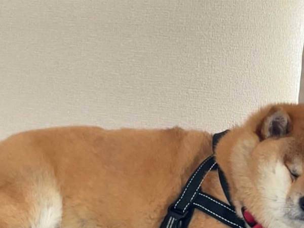 「散歩に行かないつもりだね？」　分かりやすすぎる柴犬の表情に「笑った！」