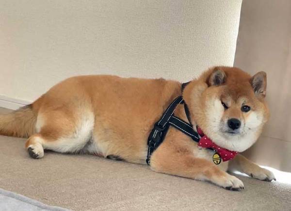 「散歩に行かないつもりだね？」　分かりやすすぎる柴犬の表情に「笑った！」