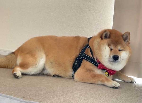 「散歩に行かないつもりだね？」　分かりやすすぎる柴犬の表情に「笑った！」