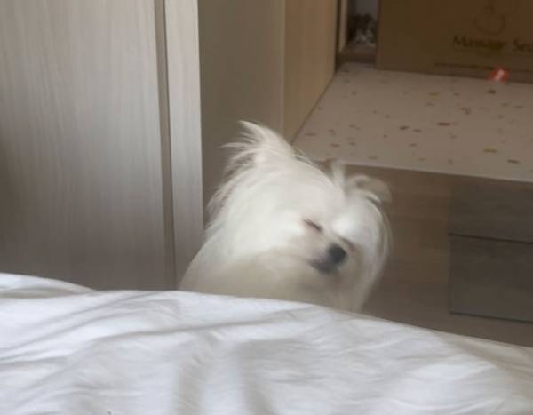 飼い主がカーテンを開けたら？　「こんなの絶対に笑うやん」「推せる」