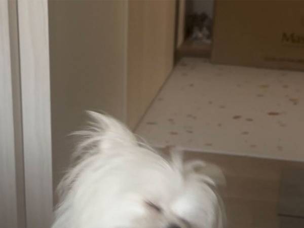 飼い主がカーテンを開けたら？　「こんなの絶対に笑うやん」「推せる」