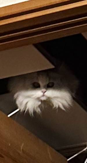 「きゃあああ！」「怖い…」　ホラー映画から目をそらすと？