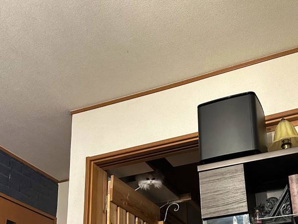 「きゃあああ！」「怖い…」　ホラー映画から目をそらすと？