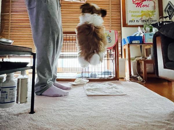 「おすわりって伝えたはずなのに…」　子犬の写真に、メロメロになる人が続出！