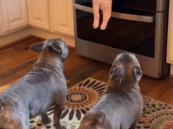 自分にそっくりの『あるもの』を見た犬の反応に「笑いすぎてお腹が痛い！」