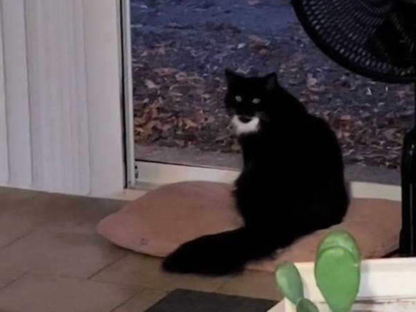 「ごはんだよ」　猫の食事前の『ルーティン』に感動する人が続出「優しい子だ」