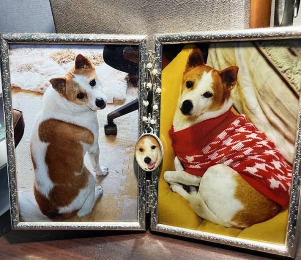 「こんな結末はまったく想像していなかった」　『亡き愛犬のペンダント』を紛失したら、後日？