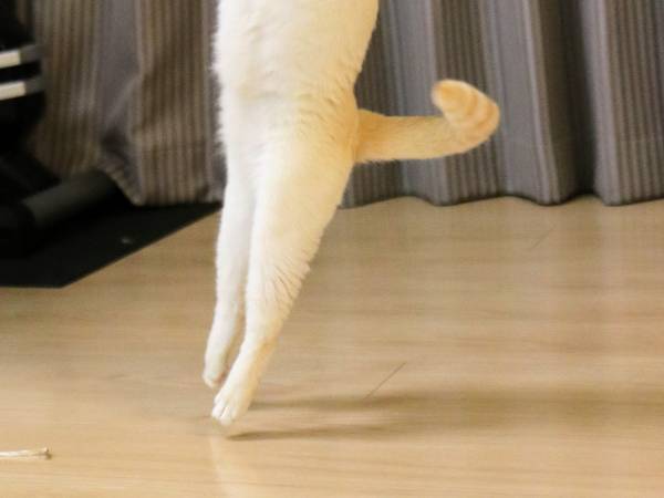 飼い主が投稿した愛猫の１枚が華麗すぎて…？　「フィギュアスケートかな」