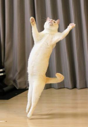 飼い主が投稿した愛猫の１枚が華麗すぎて…？　「フィギュアスケートかな」