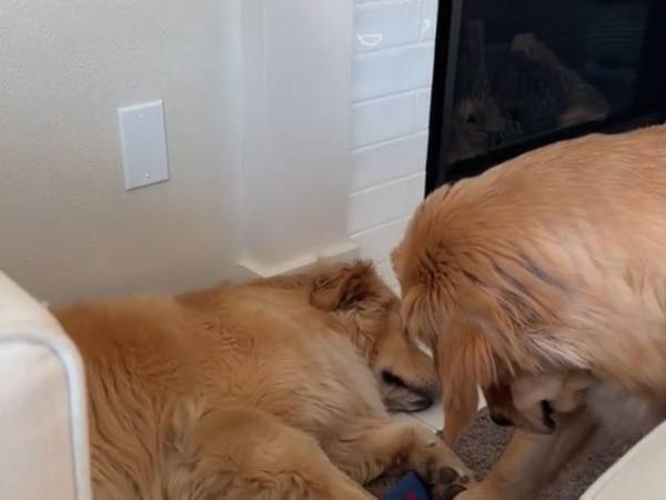 寝ている犬に近付いた子犬　そっと前脚を伸ばすと…？「スムーズな犯行！」「爆笑した」