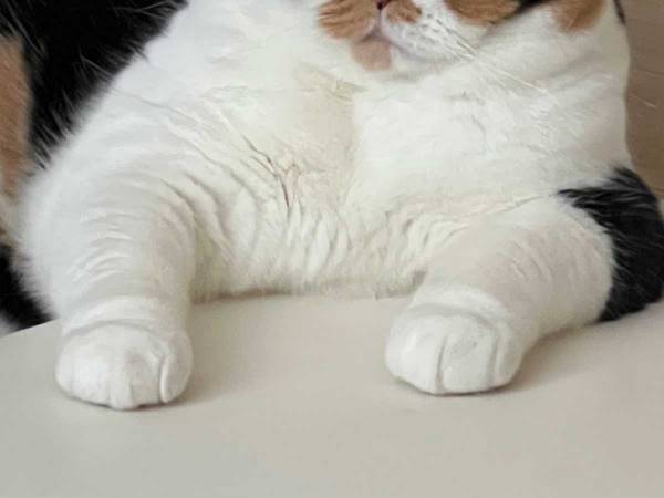 目を疑うような『ビフォーアフター』　２枚の猫の写真に「ボスって呼びたくなる」「これは優勝」