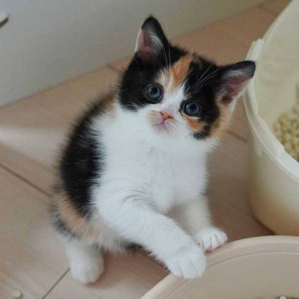 目を疑うような『ビフォーアフター』　２枚の猫の写真に「ボスって呼びたくなる」「これは優勝」