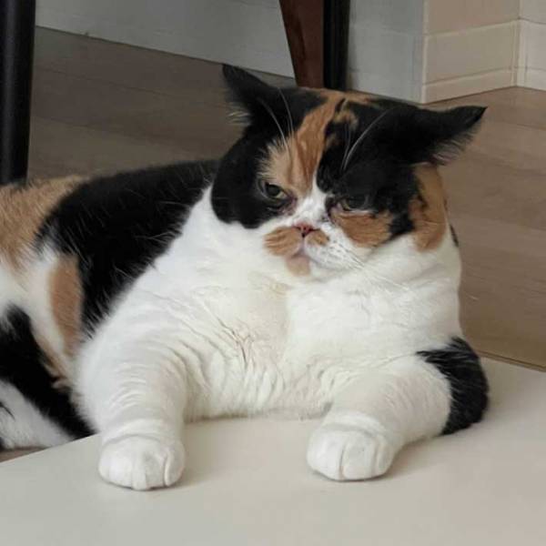 目を疑うような『ビフォーアフター』　２枚の猫の写真に「ボスって呼びたくなる」「これは優勝」