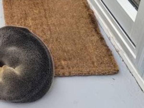 帰宅した住人もびっくり　民家の玄関で昼寝をしていたのは…？「なんてかわいいんだ！」