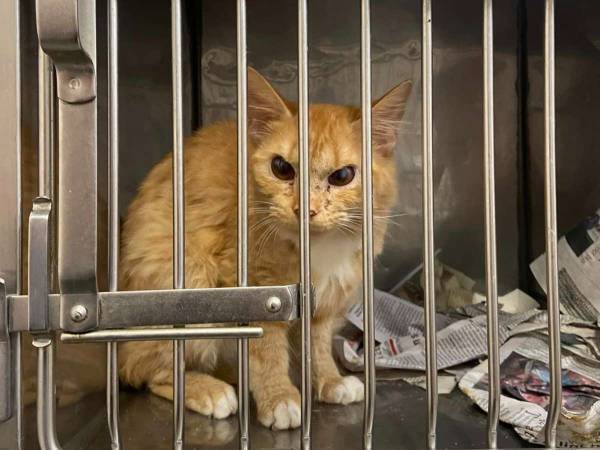 「見た目に騙されないで」　怒っているような顔の猫　実際は…？「そこが大好き！」