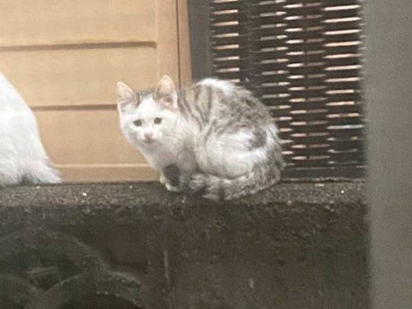 「リアル猫の恩返し」「まさに絶景」　家の外を撮影した写真に、うつっていたのは？