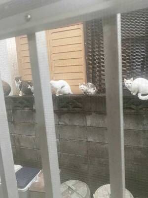 「リアル猫の恩返し」「まさに絶景」　家の外を撮影した写真に、うつっていたのは？