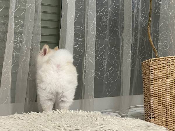 シャッターが閉まっているのに、なぜか外を見ようとする犬　真相に「なんて健気なの」