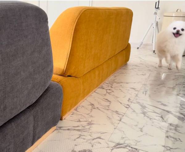 シャッターが閉まっているのに、なぜか外を見ようとする犬　真相に「なんて健気なの」