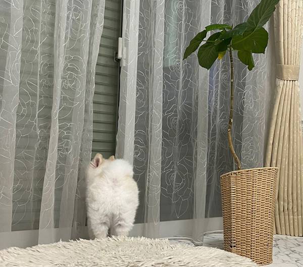 シャッターが閉まっているのに、なぜか外を見ようとする犬　真相に「なんて健気なの」